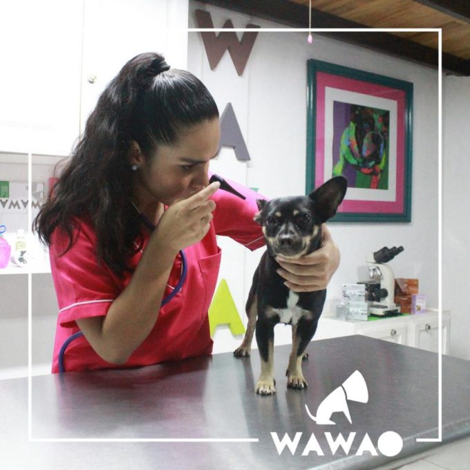 wawao | veterinario | vet | perro | mascotas | dog | baño | accesorios | huesos | limpieza | puerto vallarta